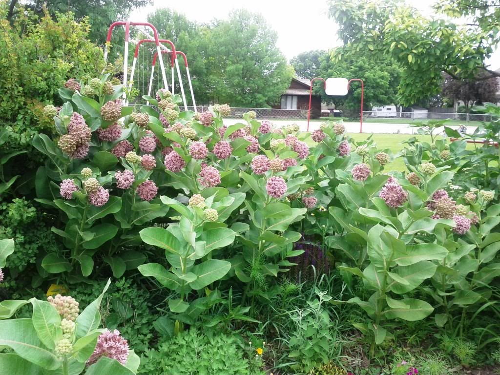 Candy Cane Park Cozad, NE photo 20130622milkweedinbloom_zps50d06048.jpg
