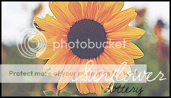 sunflower_zpsb5c81a94