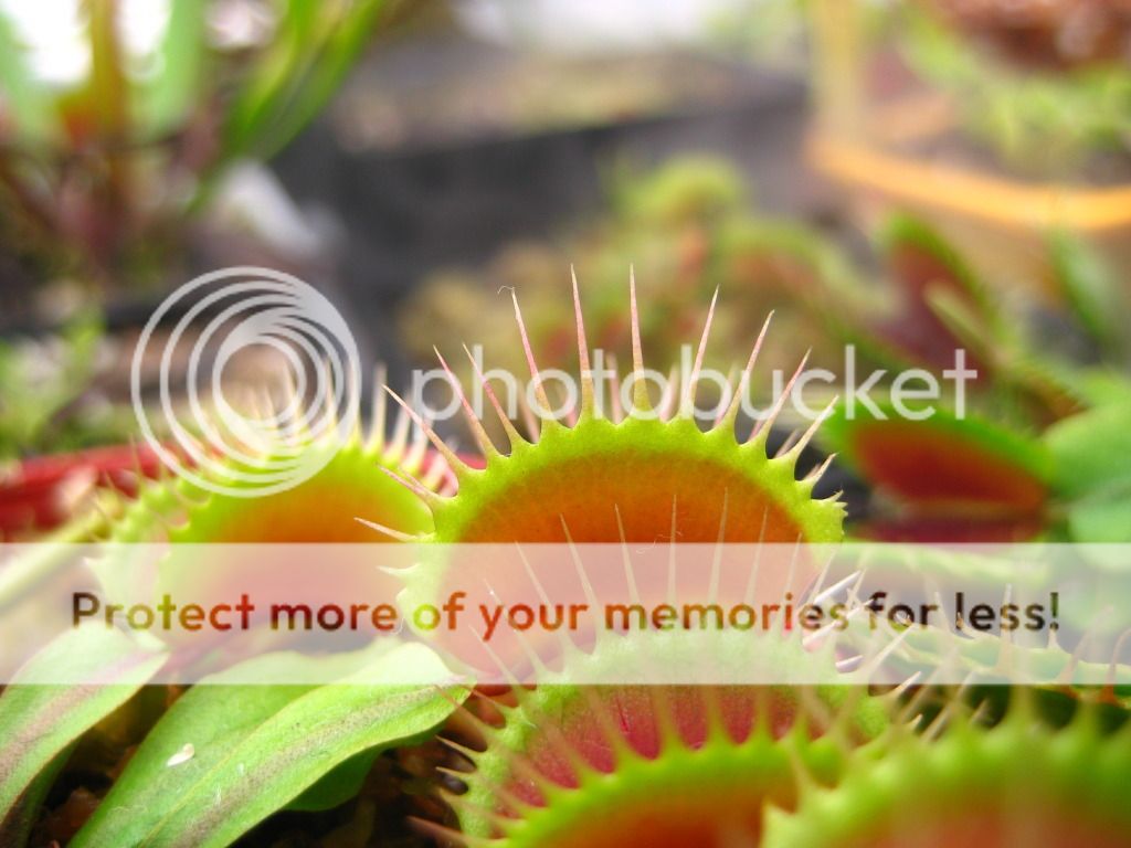 螳-食虫植物专卖店,螳螂专卖店 - powered by discuz!